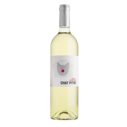 Chat Pitre Blanc 2025
